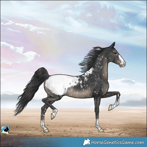 Horse Color:Black Appaloosa 