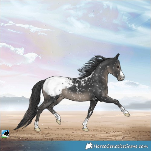 Horse Color:Black Snowcap