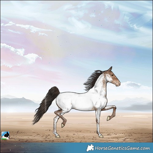 Horse Color:Liver Red Dun Appaloosa Rabicano 