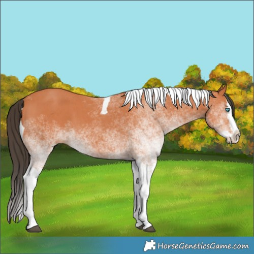 Horse Color:White Spotted Bay Splash Tobiano 