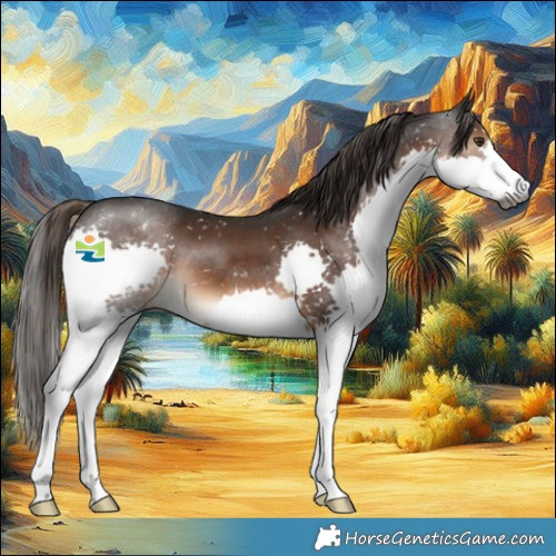 Horse Color:Gray Liver Chestnut Splash Appaloosa 