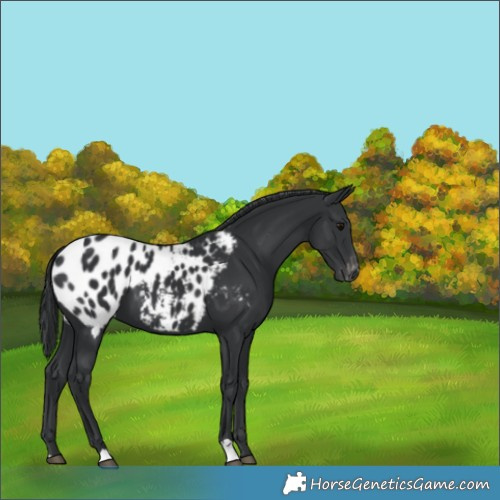 Horse Color:Black Appaloosa 