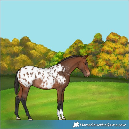 Horse Color:Bay Appaloosa Rabicano 