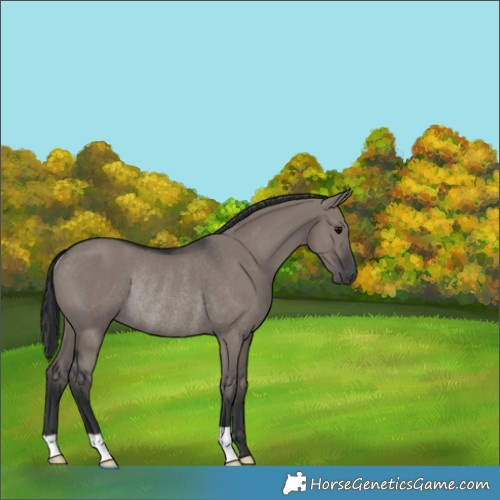 Horse Color:Grullo Rabicano 