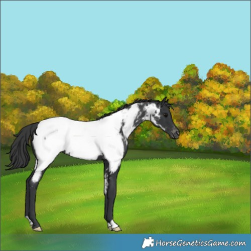 Horse Color:Black Appaloosa 