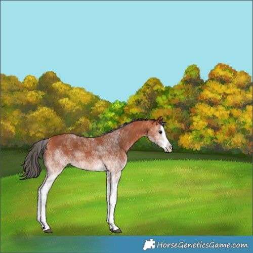 Horse Color:White Spotted Bay Splash 