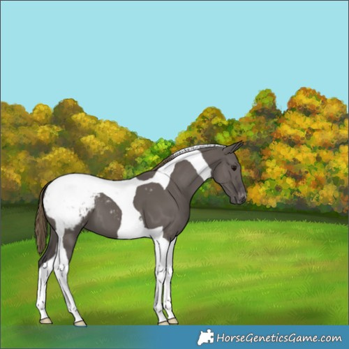 Horse Color:Smoky Grullo Tobiano Appaloosa 