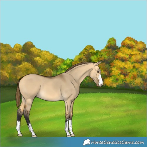Horse Color:Buckskin Dun Appaloosa 