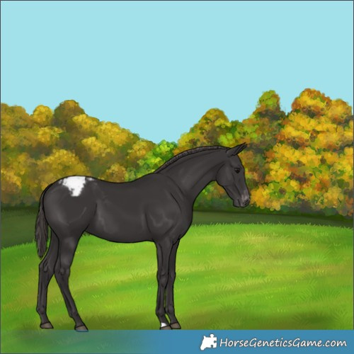 Horse Color:Smoky Black Appaloosa 