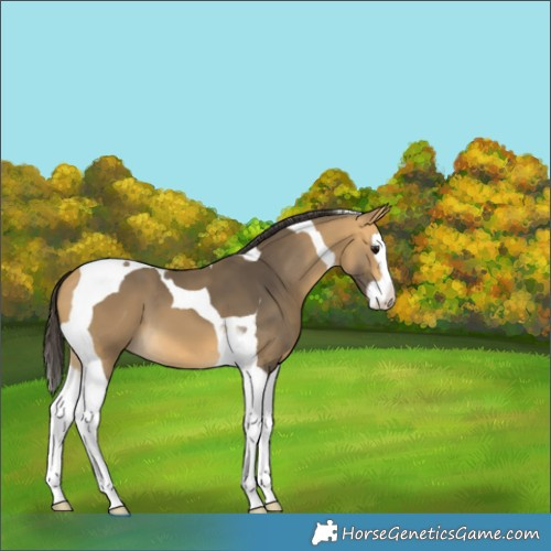 Horse Color:Buckskin Splash Tobiano 