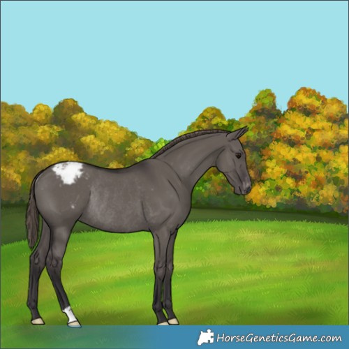 Horse Color:Smoky Grullo Appaloosa Rabicano 