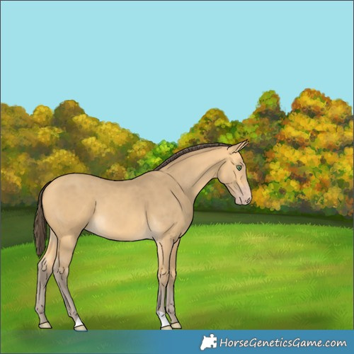 Horse Color:Amber Cream Champagne 