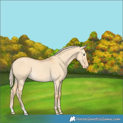 Horse Color:Gold Cream Champagne Dun Appaloosa Rabicano 