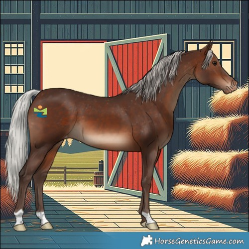 Horse Color:Silver Brown Appaloosa 