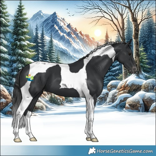 Horse Color:Black Tobiano Appaloosa 