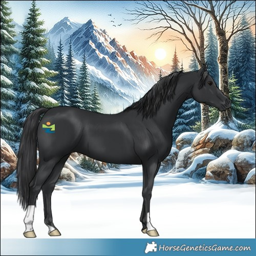 Horse Color:Black 