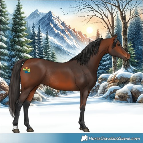 Horse Color:Bay Rabicano 