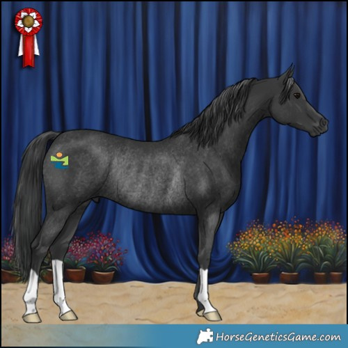 Horse Color:Black Rabicano