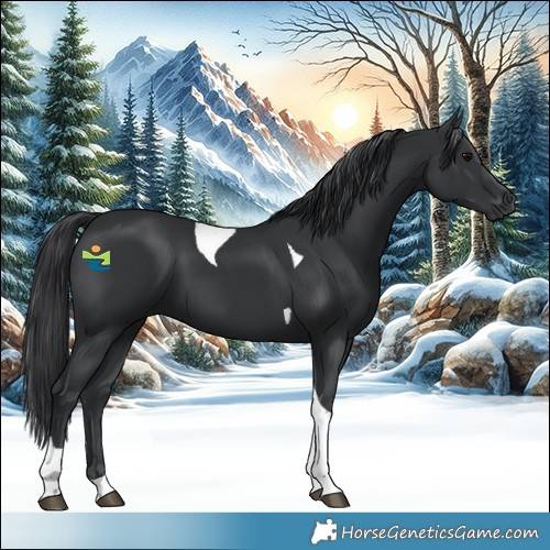 Horse Color:Black Tobiano 