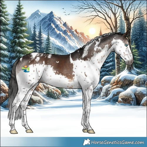 Horse Color:Gray White Spotted Brown Splash Tobiano Appaloosa