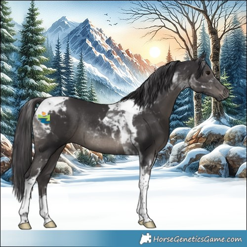 Horse Color:Smoky Black Tobiano Rabicano