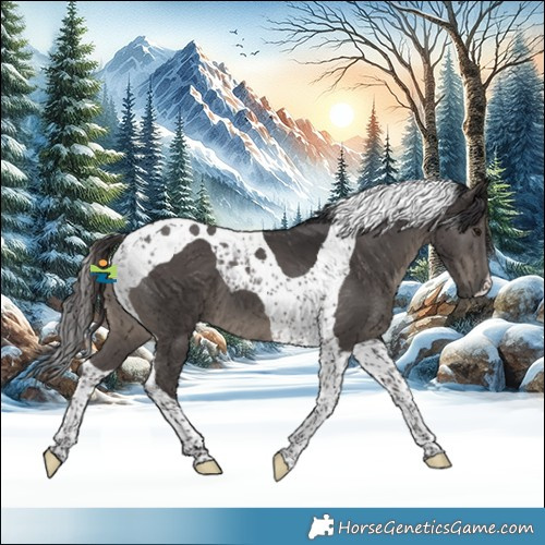 Horse Color:Smoky Black Tobiano 