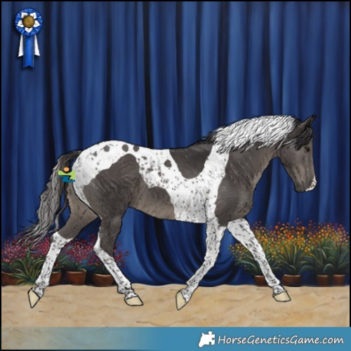 Horse Color:Smoky Black Tobiano