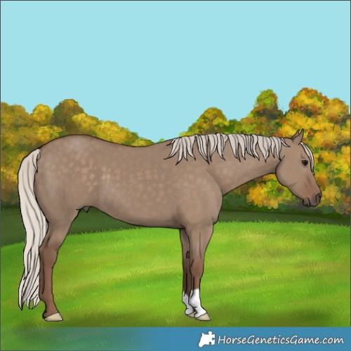 Horse Color:Silver Grullo 