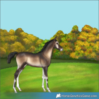 Horse Color:Brown Onyx Rabicano