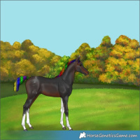 Horse Color:Painted White Spotted Brown