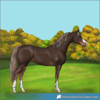 Horse Color:Liver Chestnut