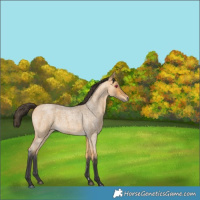 Horse Color:Buckskin Roan