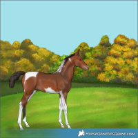 Horse Color:Bay Tobiano