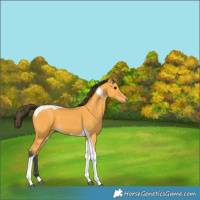 Horse Color:Buckskin Tobiano