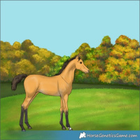Horse Color:Buckskin 
