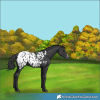 Horse Color:Black Blanket 