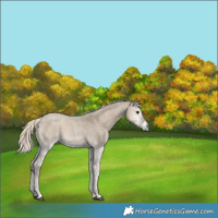 Horse Color:Silver Smoky Grullo Roan Onyx 