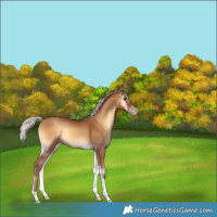 Horse Color:Gray Silver Amber Champagne Onyx Tobiano
