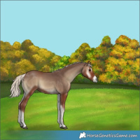Horse Color:Silver Blue Onyx