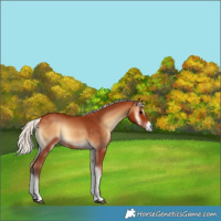 Horse Color:Silver Bay Onyx 