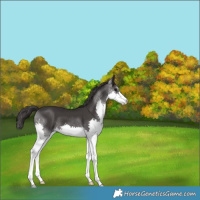 Horse Color:Smoky Black Splash