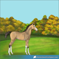 Horse Color:Buckskin Splash