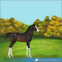 Horse Color:Gray Brown Splash Rabicano