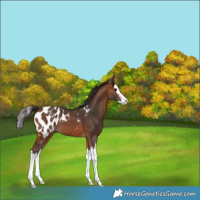 Horse Color:Bay Splash Blanket 