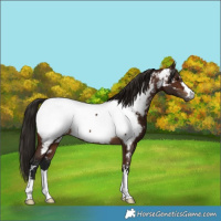 Horse Color:Gray Bay Near Fewspot