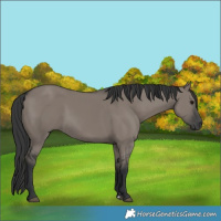 Horse Color:Grullo