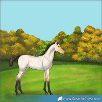 Horse Color:Buckskin Roan Dun 