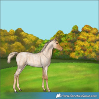 Horse Color:Palomino Roan 