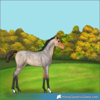 Horse Color:Buckskin Roan 