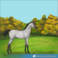 Horse Color:Grullo Roan
